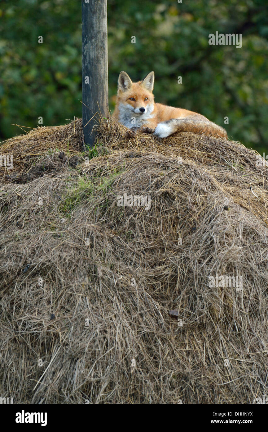 Le renard roux (Vulpes vulpes) allongé sur une botte, Canton de Zurich, Suisse Banque D'Images