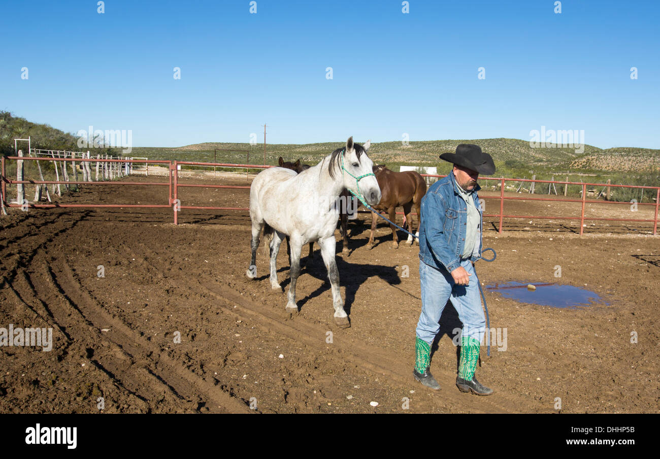 La tête d'un éleveur de chevaux un stylo au début de sa journée de travail dans l'ouest du Texas. Banque D'Images
