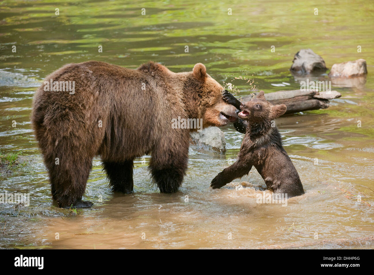 Les ours bruns d'Europe (Ursus arctos), Cub jouant avec sa mère dans l'eau, le Parc National de la Forêt bavaroise game reserve Banque D'Images