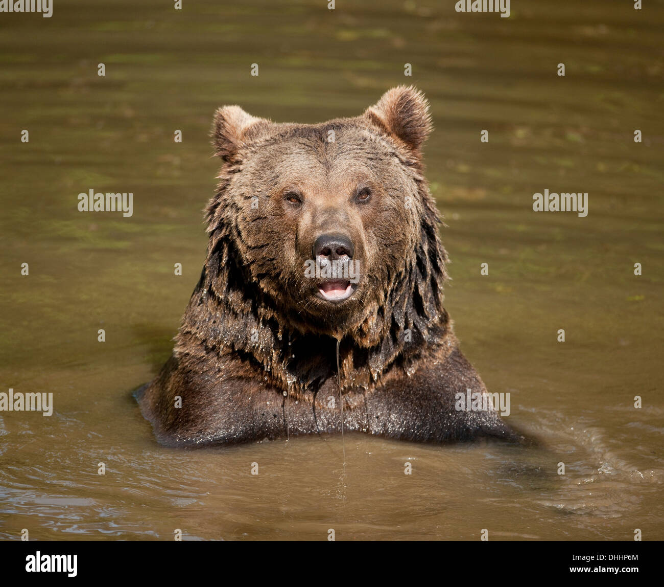 L'ours brun (Ursus arctos) assis dans l'eau, le Parc National de la Forêt bavaroise game reserve, Grafenau, Basse-Bavière Banque D'Images