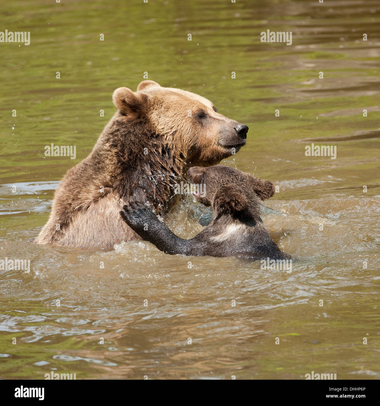 Les ours bruns d'Europe (Ursus arctos), Cub jouant avec sa mère dans l'eau, le Parc National de la Forêt bavaroise game reserve Banque D'Images