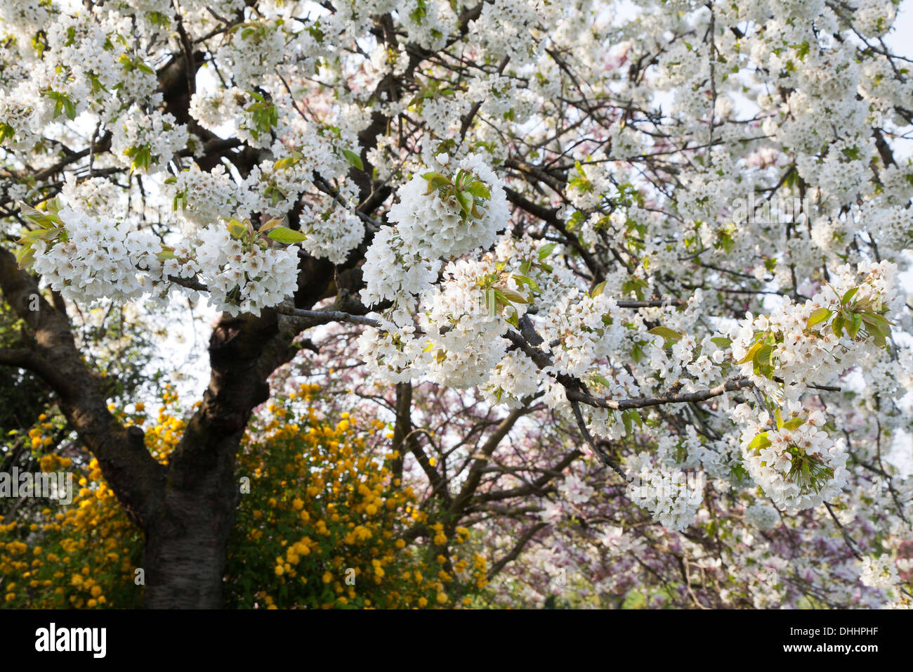 Flowering cherry blossom tree, au printemps, la nature Banque D'Images