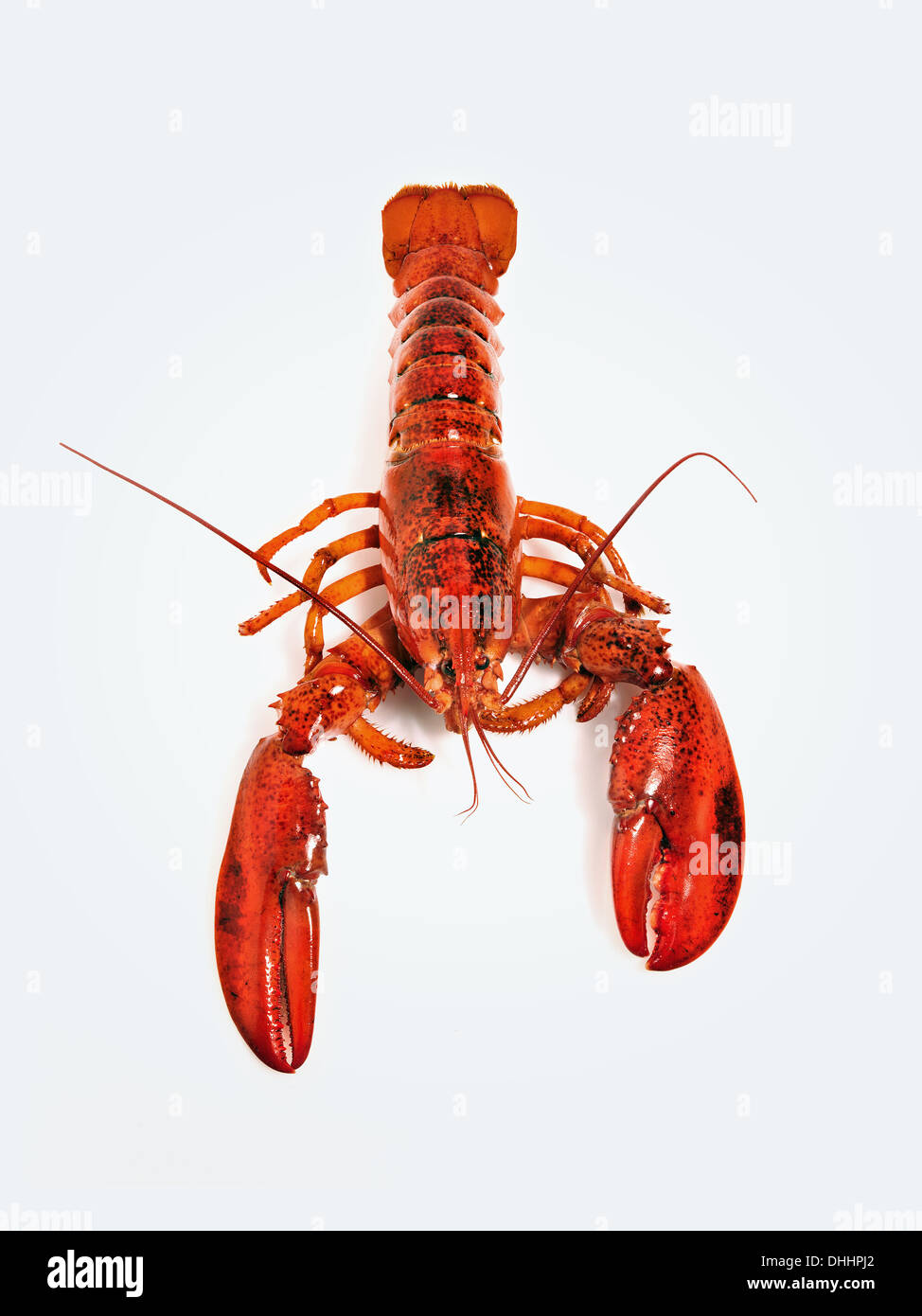 Lobster against white background Banque D'Images