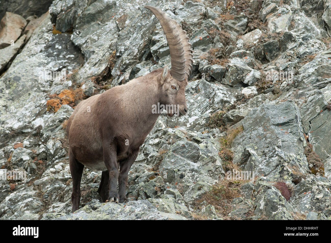 Bouquetin des Alpes (Capra ibex) debout sur un sol rocailleux, Tyrol, Autriche Banque D'Images