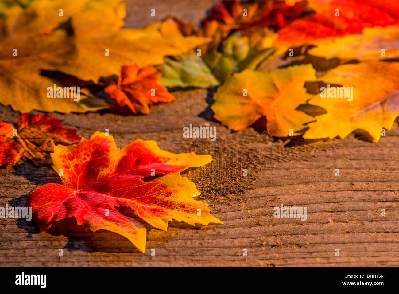 En automne les feuilles peintes soleil du soir Banque D'Images
