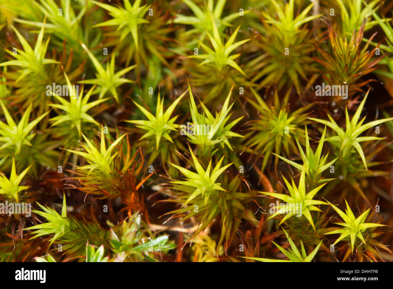 Polytrichum commune - mousse Polytric commun Banque D'Images