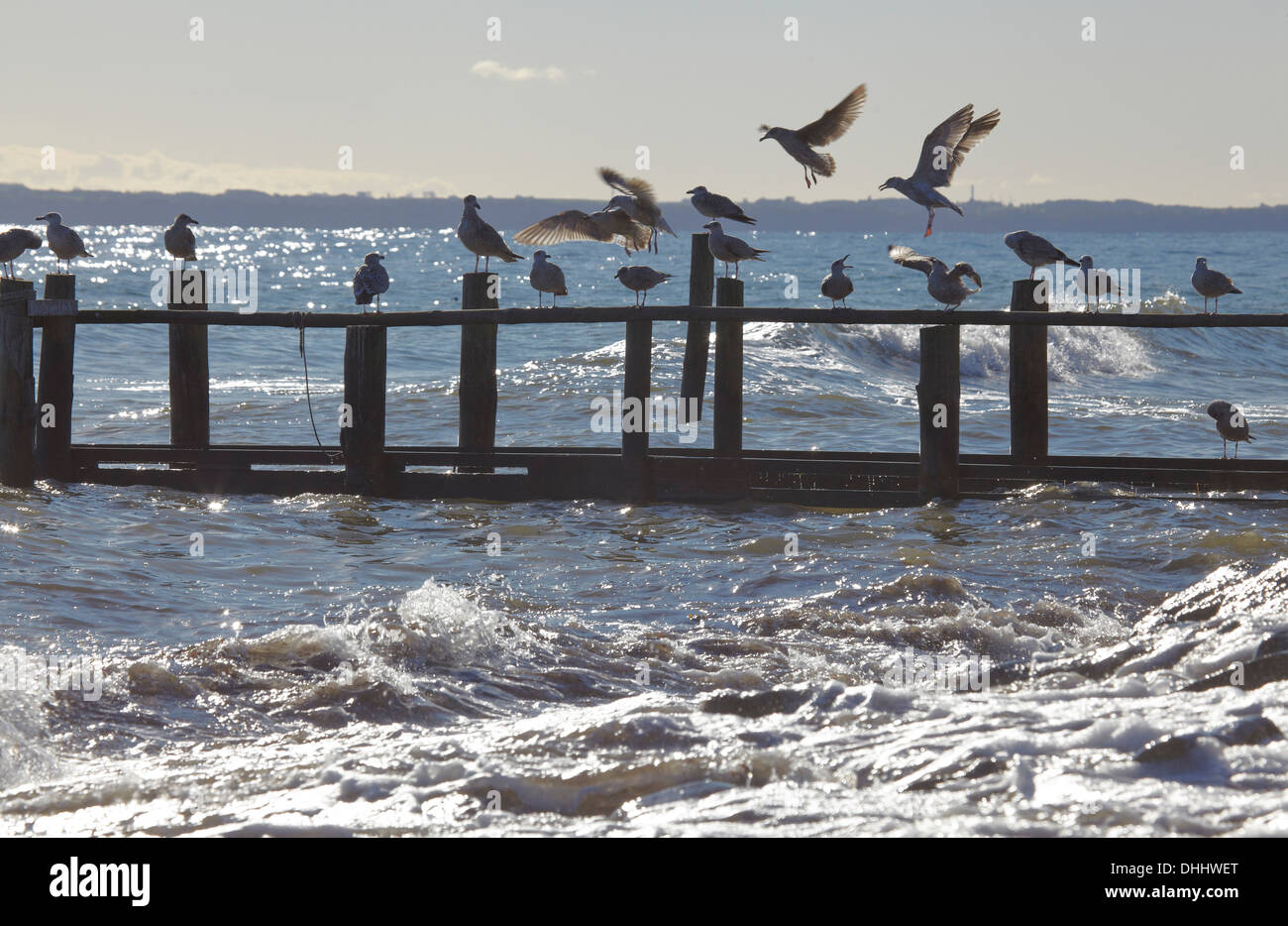 Les mouettes à la jetée du village de pêcheurs de Vitt, péninsule de Wittow, île de Rügen, Mecklembourg Poméranie occidentale, l'Allemagne, dans l'UE Banque D'Images
