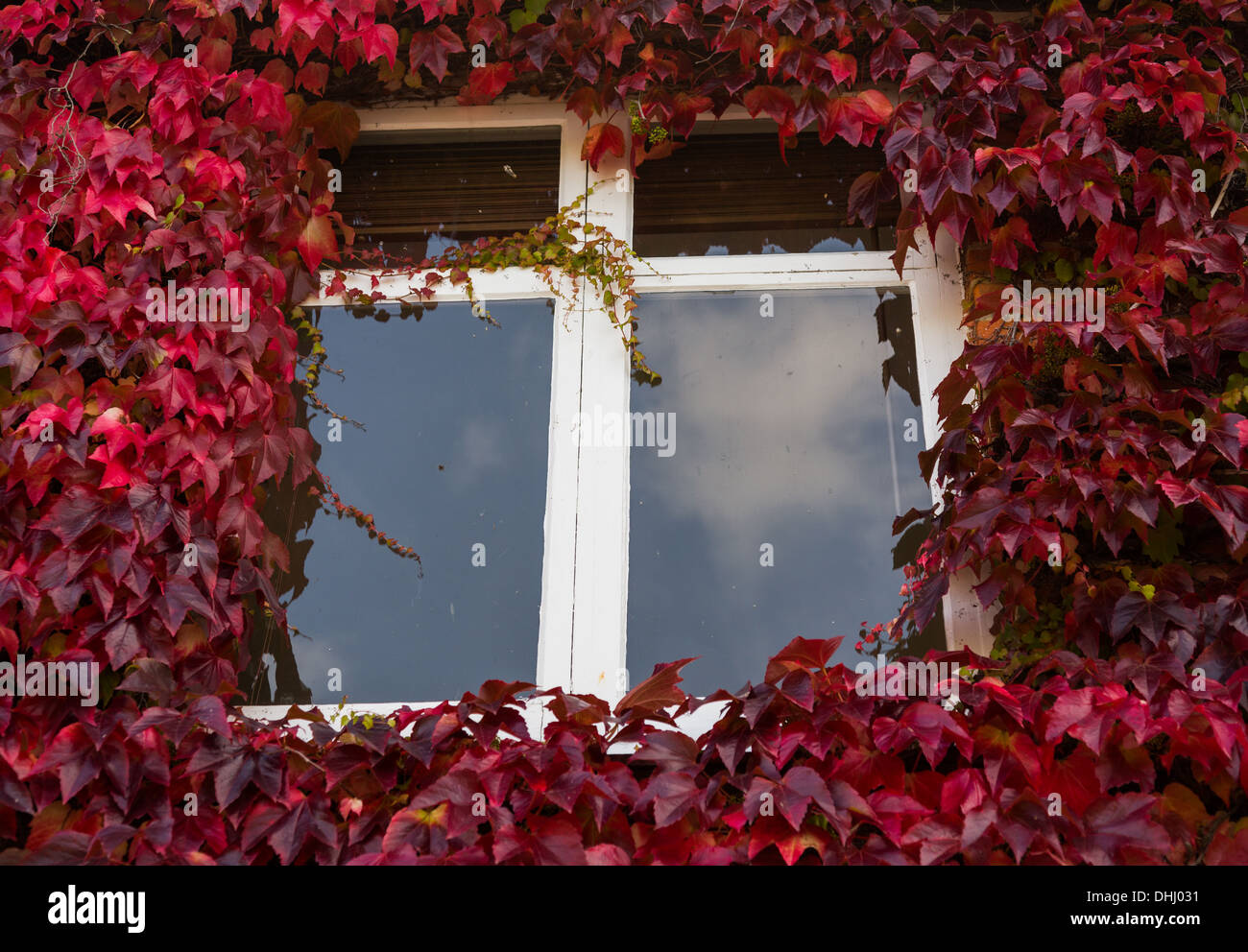 Croissance des feuilles de lierre vert et rouge entourant une fenêtre Banque D'Images