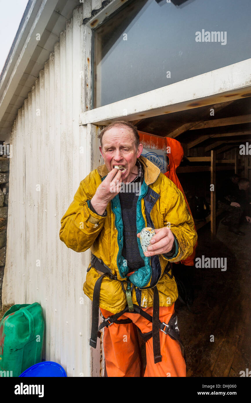 Manger des oeufs, Ingolfshofdi guillemont, Islande Banque D'Images