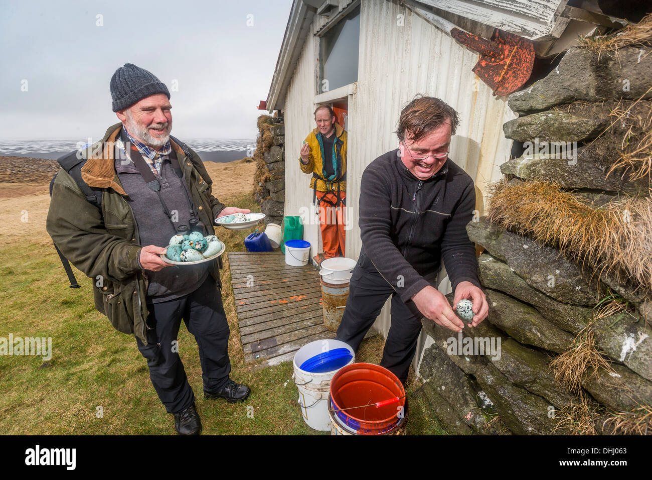 Manger des oeufs, Ingolfshofdi guillemont, Islande Banque D'Images