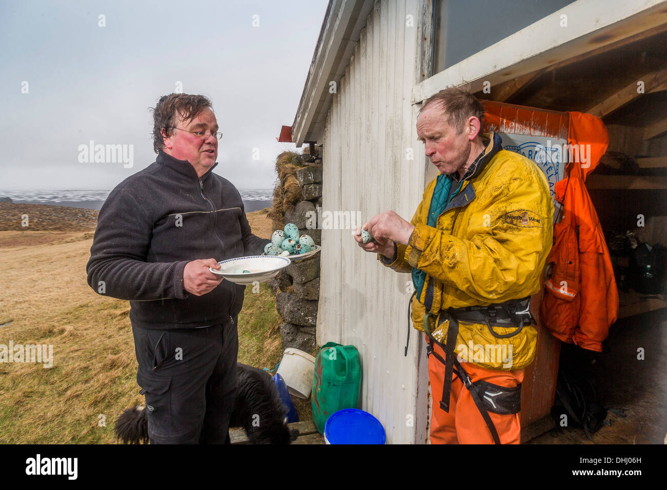 Manger des oeufs, Ingolfshofdi guillemont, Islande Banque D'Images