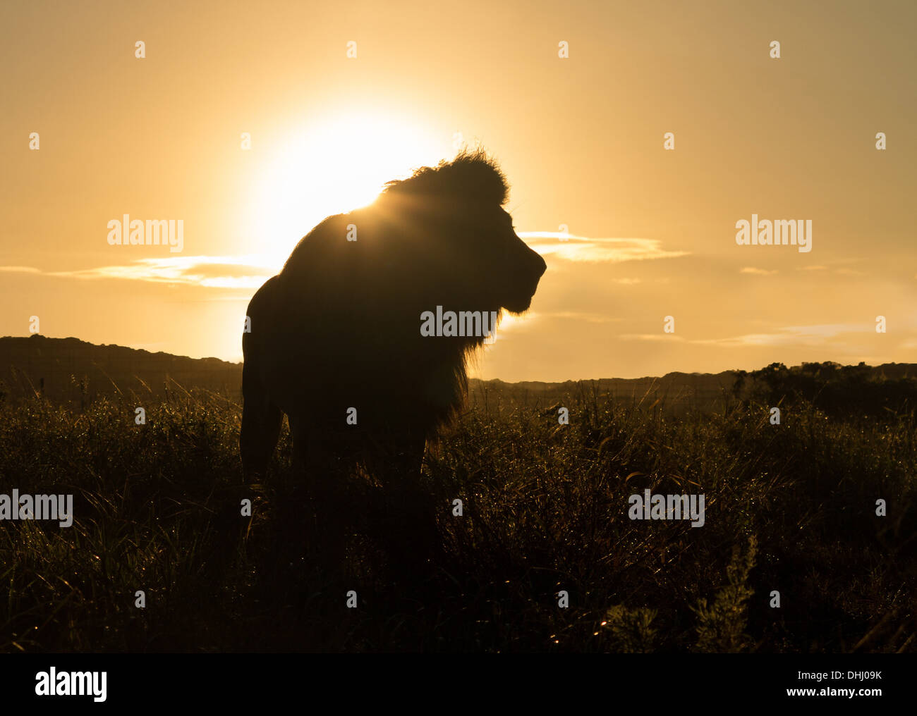 Silhouette d'un ancien grand mâle lion dans la savane en Afrique du Sud au coucher du soleil Banque D'Images