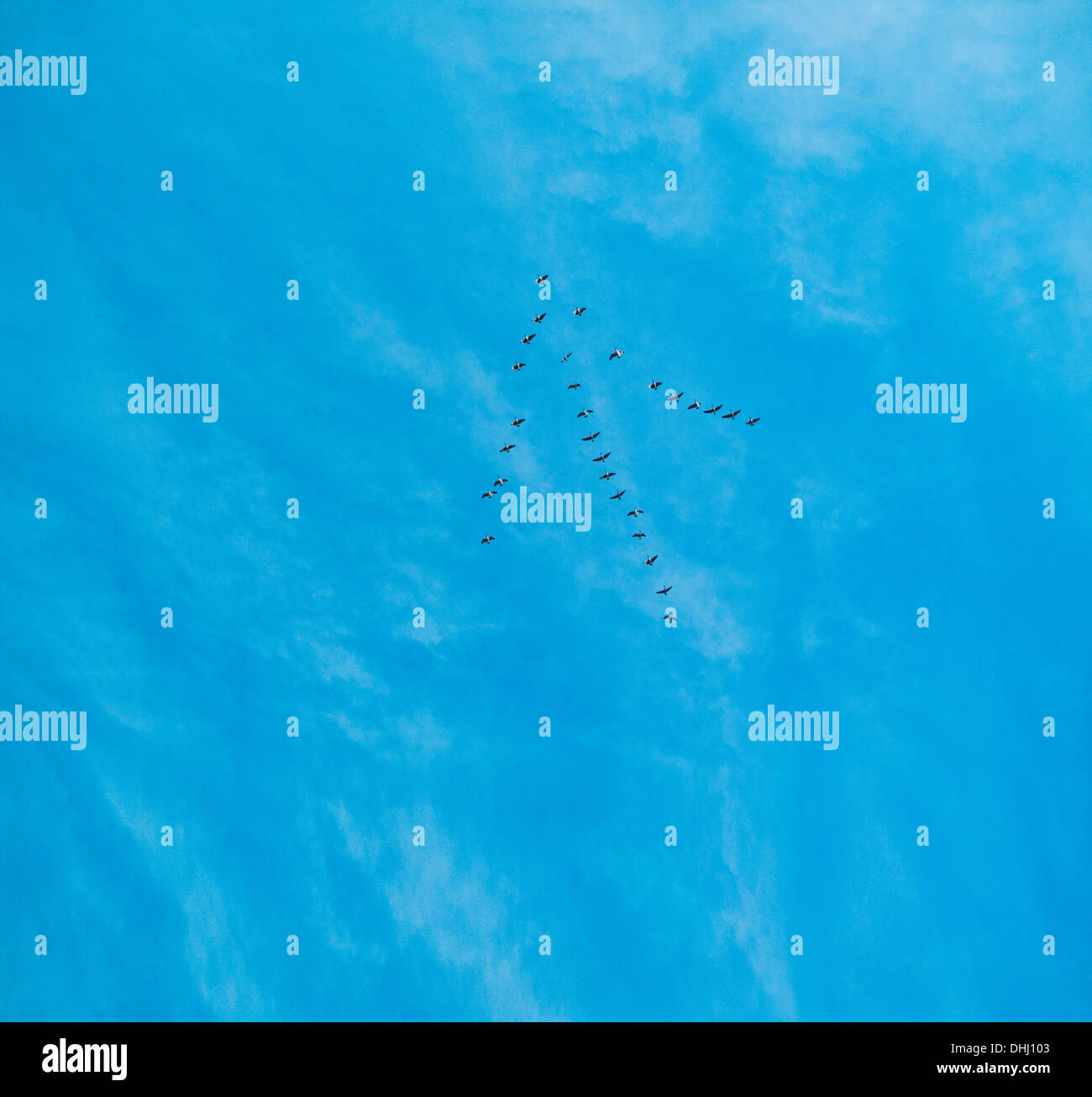 Oiseaux volant en formation au-dessus de la flèche bleu de la mer Banque D'Images