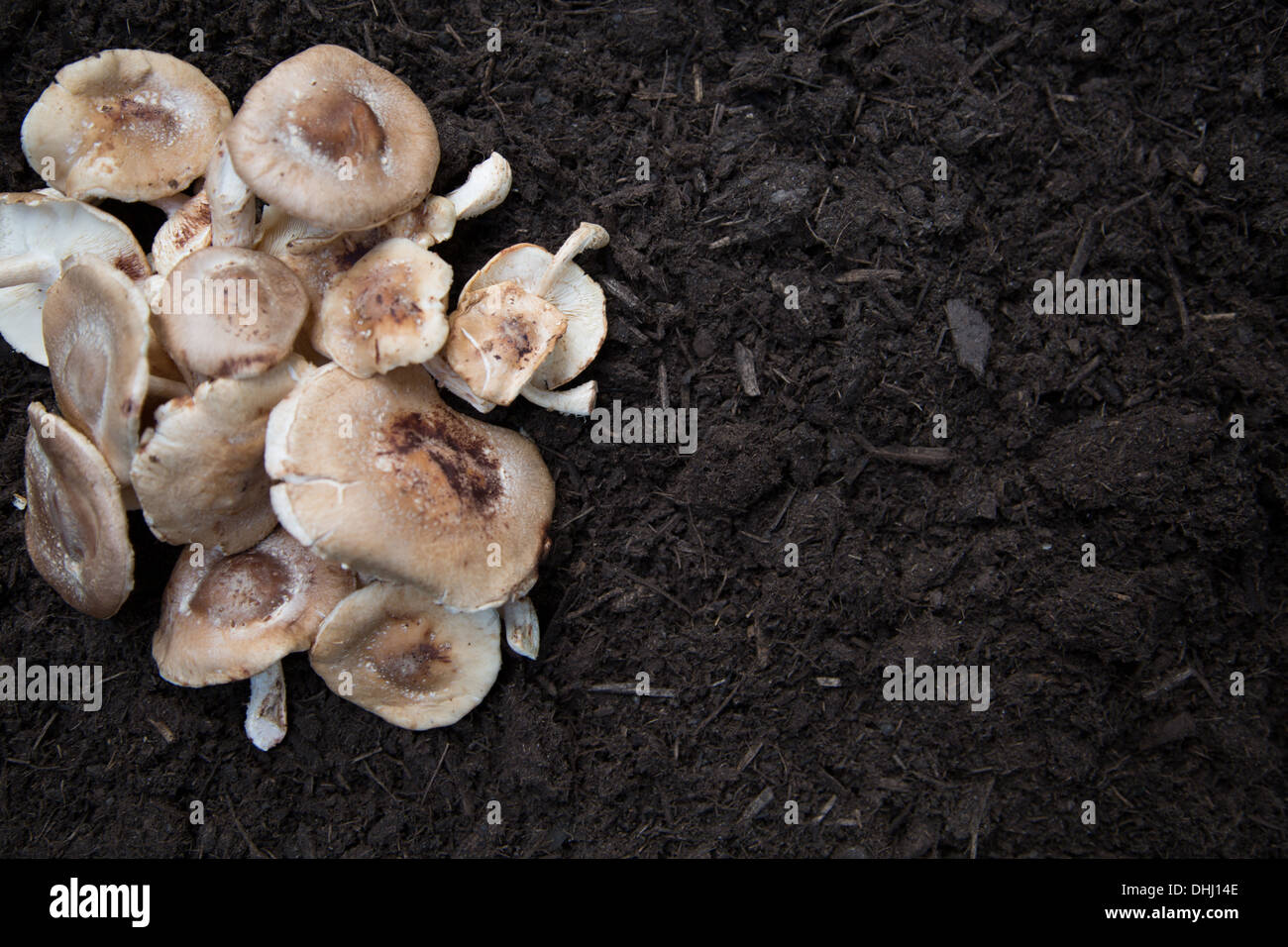 Collection de champignons posés sur le sol Banque D'Images