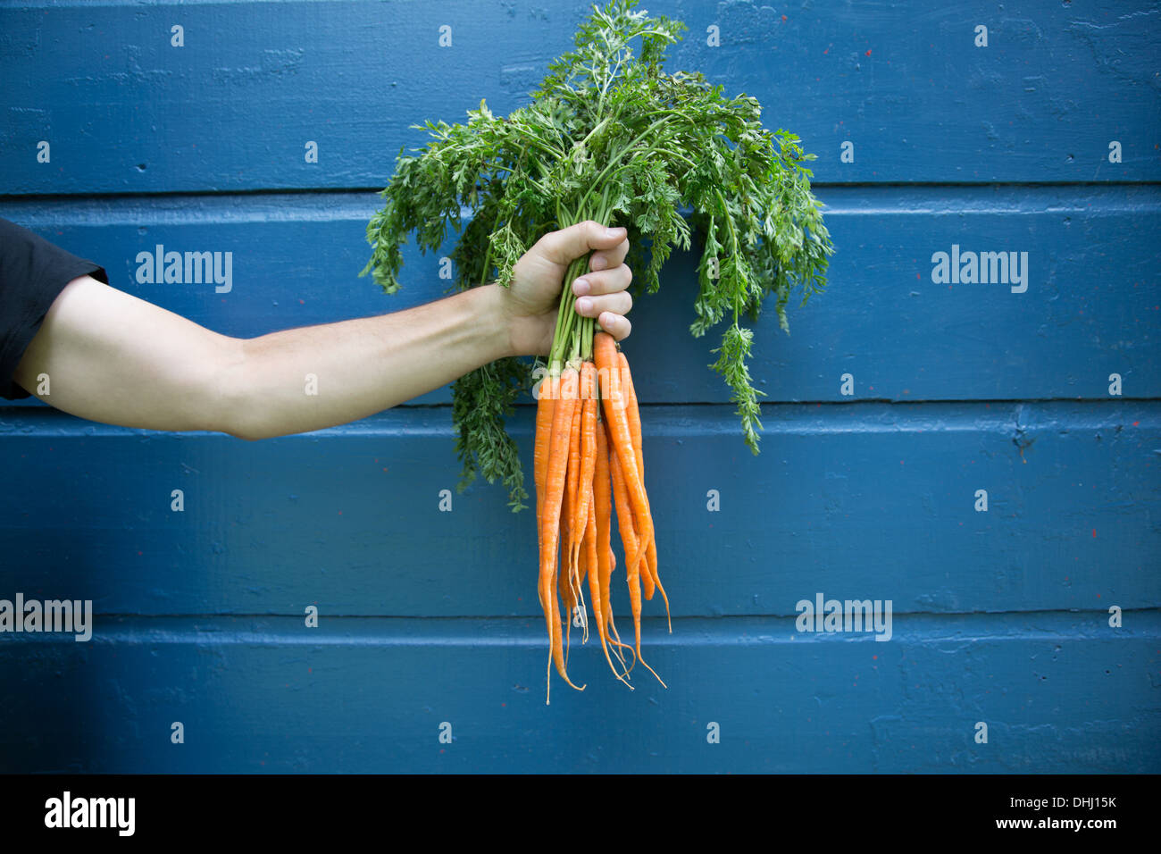 Man holding bunch of organic carrots Banque D'Images