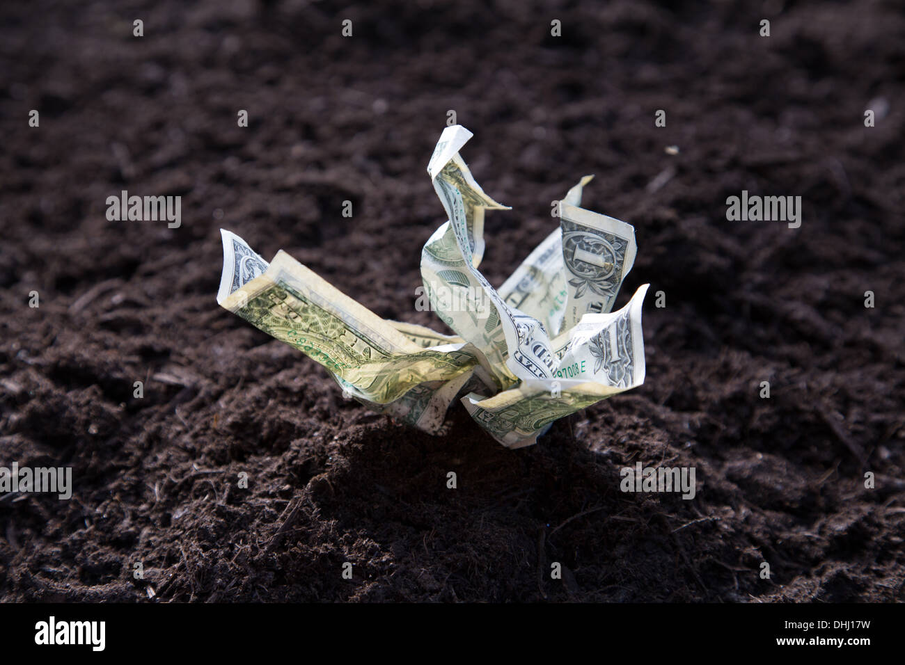 Dollar bills growing out of soil Banque D'Images