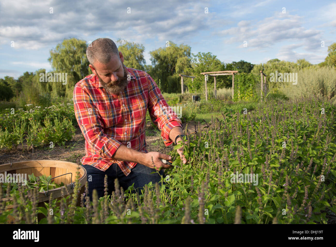 Man on herb farm Banque D'Images