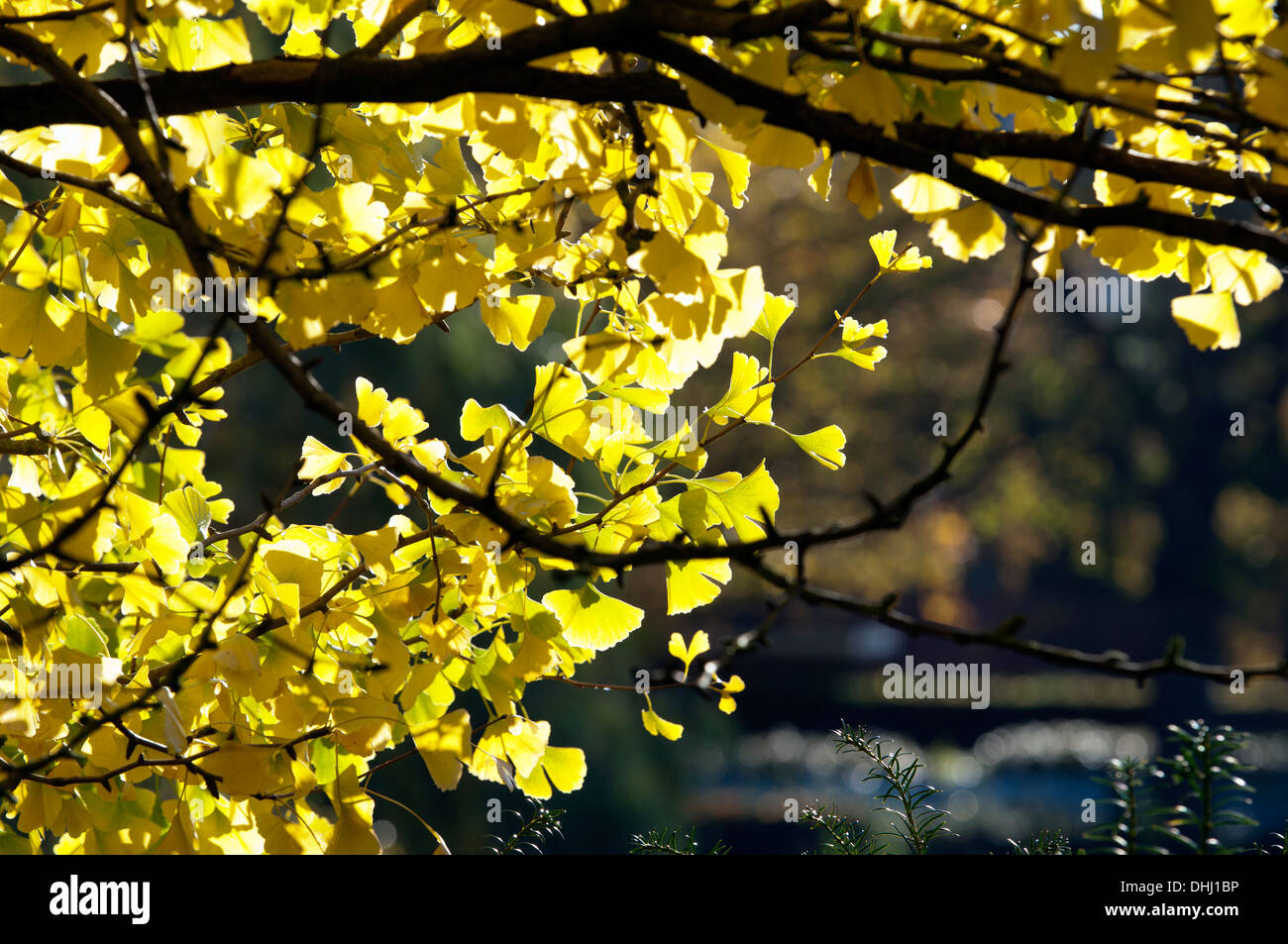 Arbre de ginkgo en automne, Jephson Jardins, Leamington Spa, Warwickshire, UK Banque D'Images