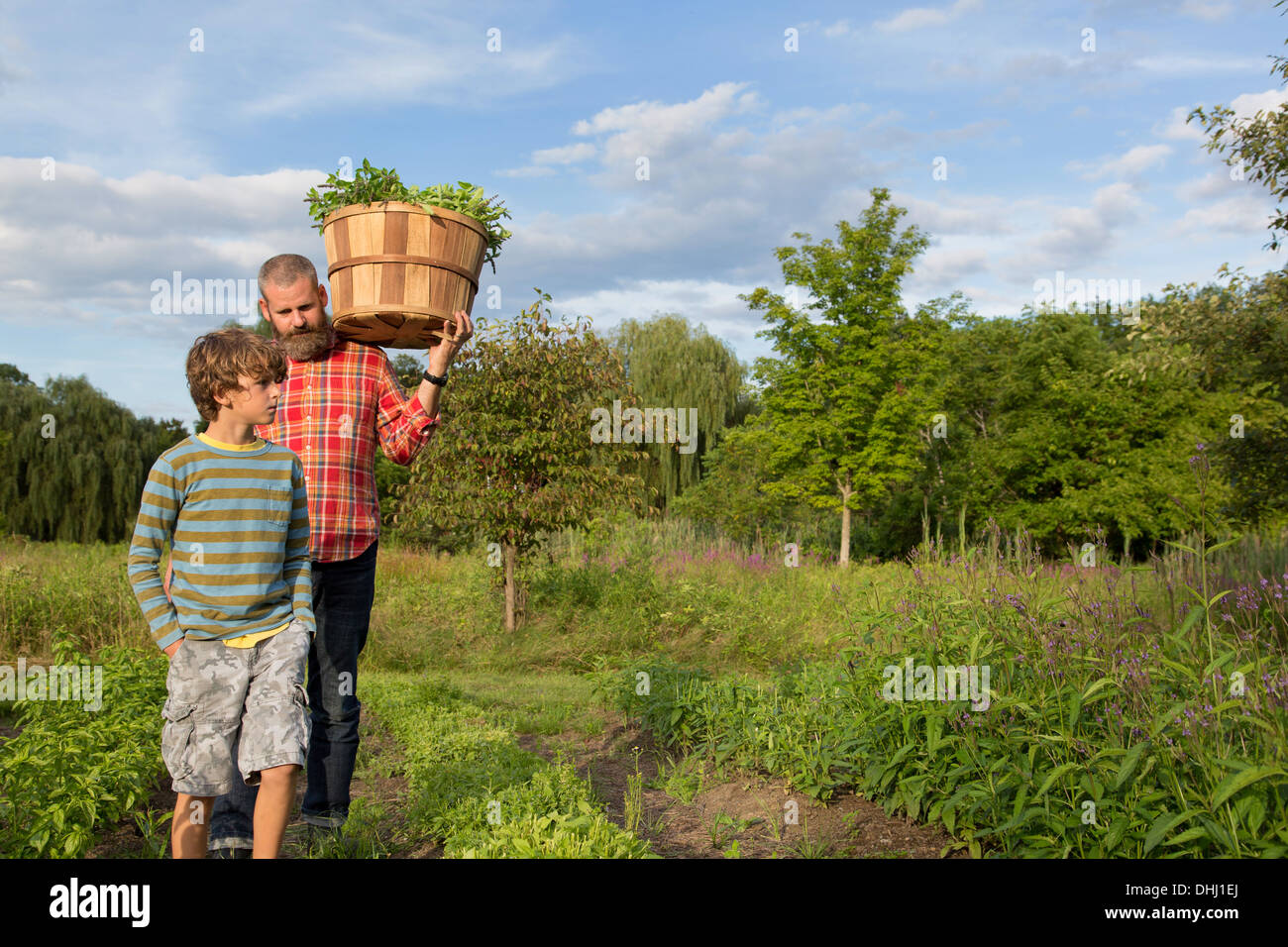 Homme mature et fils avec panier de feuilles sur Herb Farm Banque D'Images