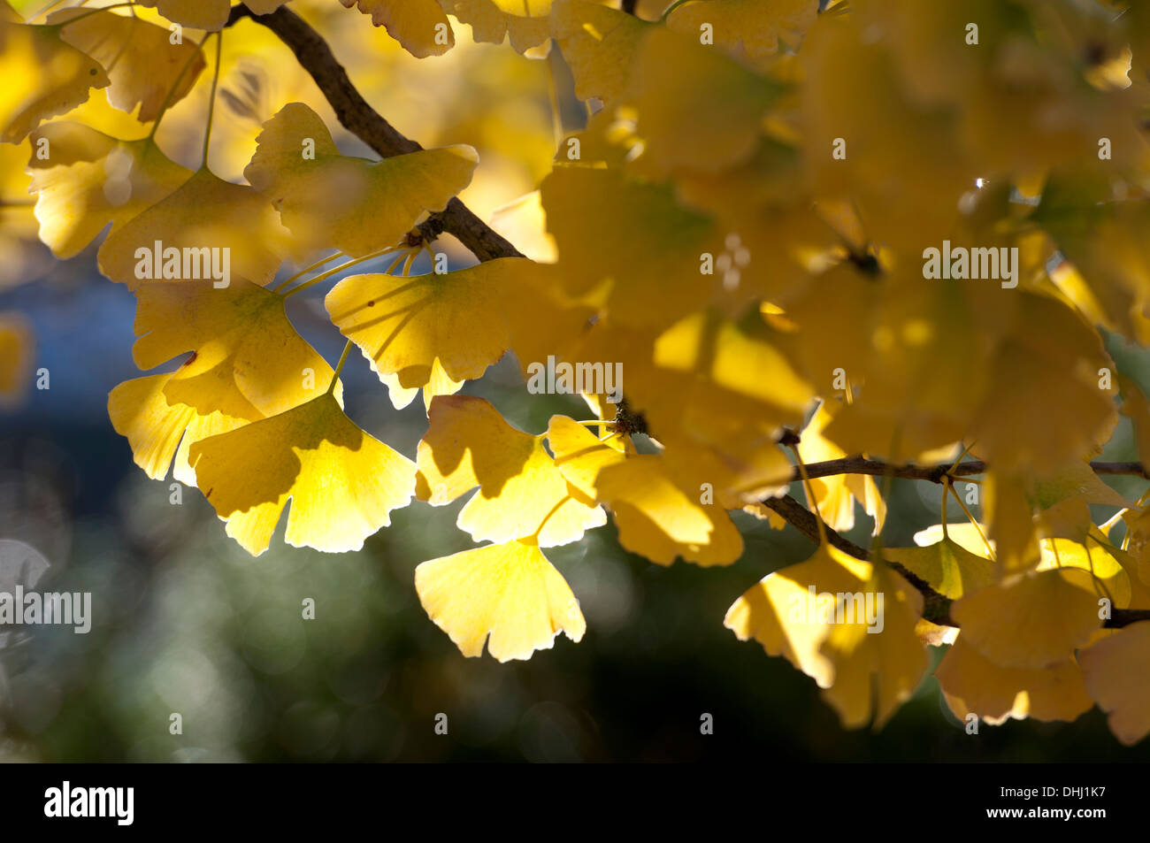Arbre de ginkgo en automne, Jephson Jardins, Leamington Spa, Warwickshire, UK Banque D'Images