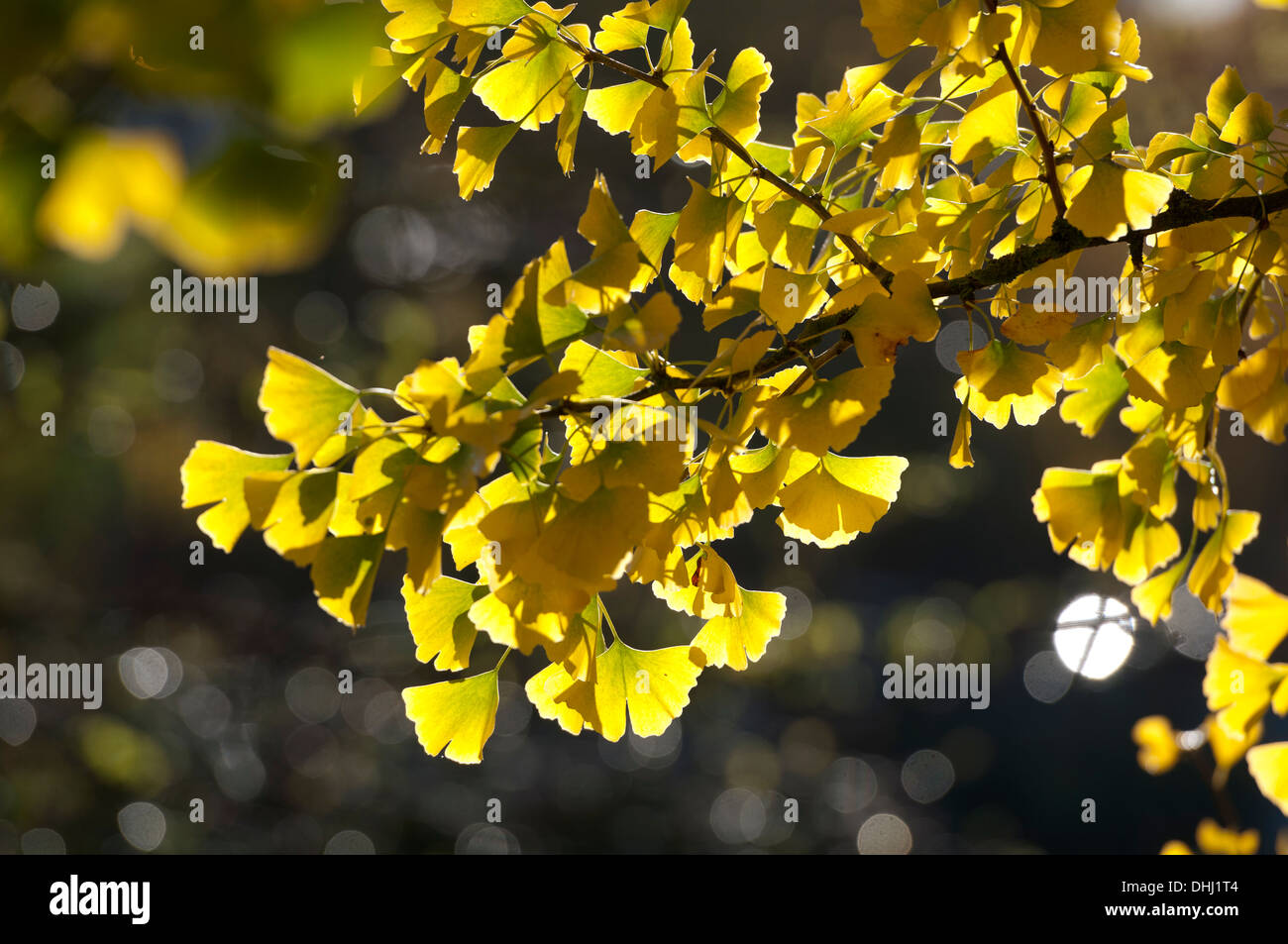 Arbre de ginkgo en automne, Jephson Jardins, Leamington Spa, Warwickshire, UK Banque D'Images