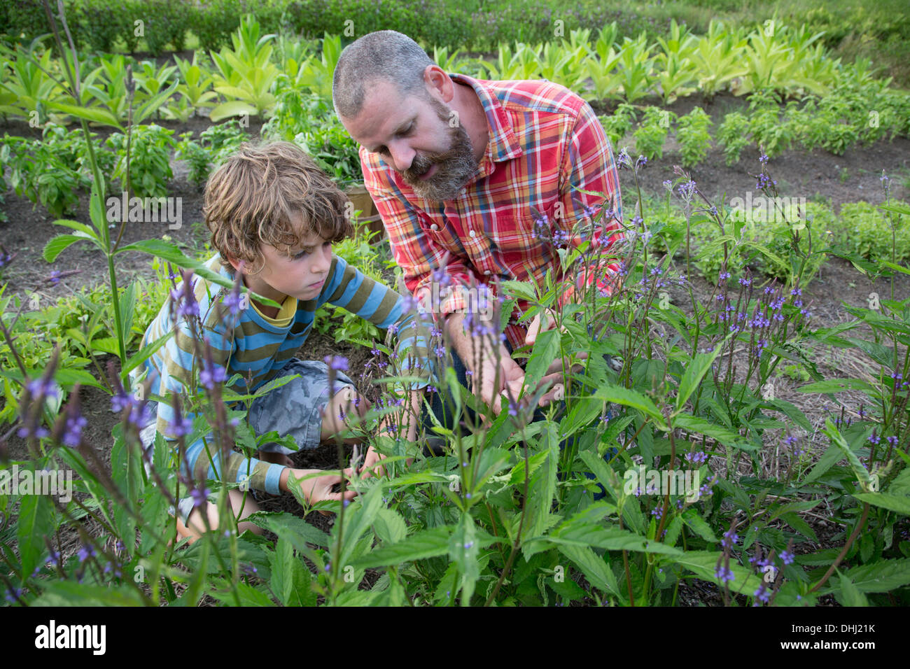 Homme mature et son fils à la découverte des plantes sur Herb Farm Banque D'Images