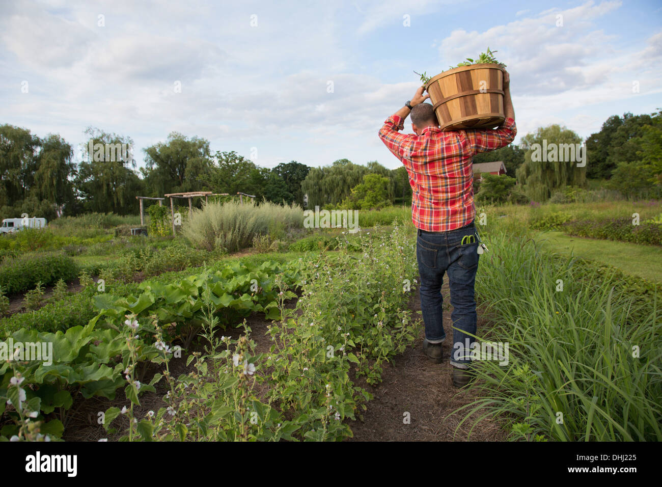 Man carrying basket of leaves on herb farm Banque D'Images