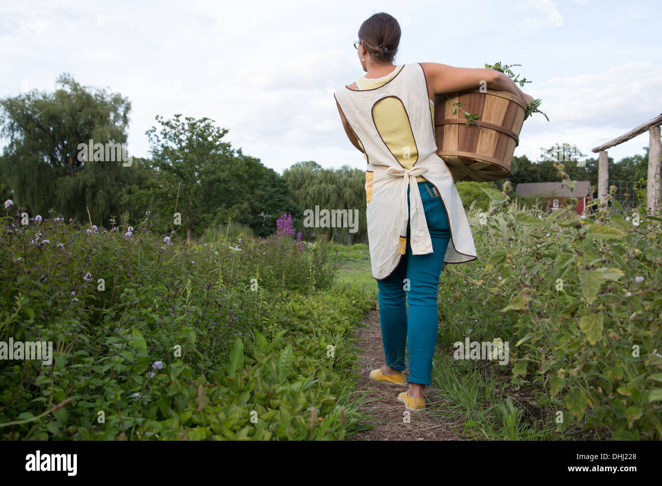 Femme transportant panier de plantes sur family herb farm Banque D'Images