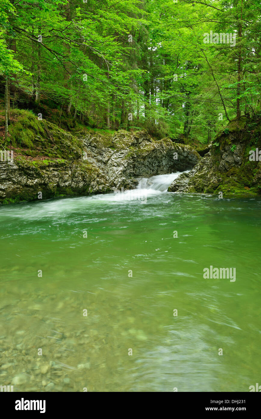 Ruisseau de montagne à travers un lit étroit, dans la vallée de Prien Prien, Chiemgau, gamme de Chiemgau, Haute-Bavière, Bavière, Allemagne Banque D'Images