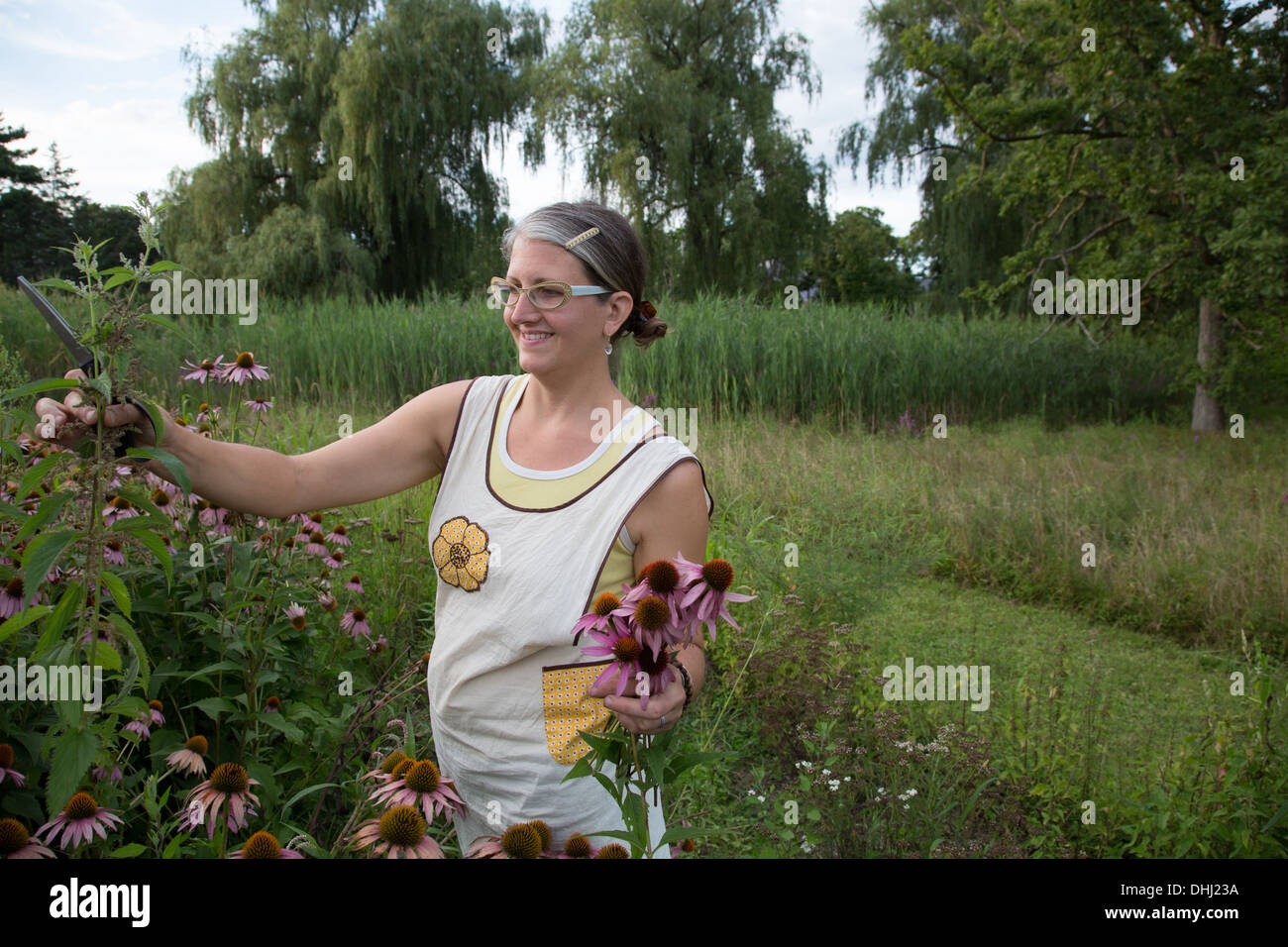 Woman picking echinacea sur Herb Farm Banque D'Images