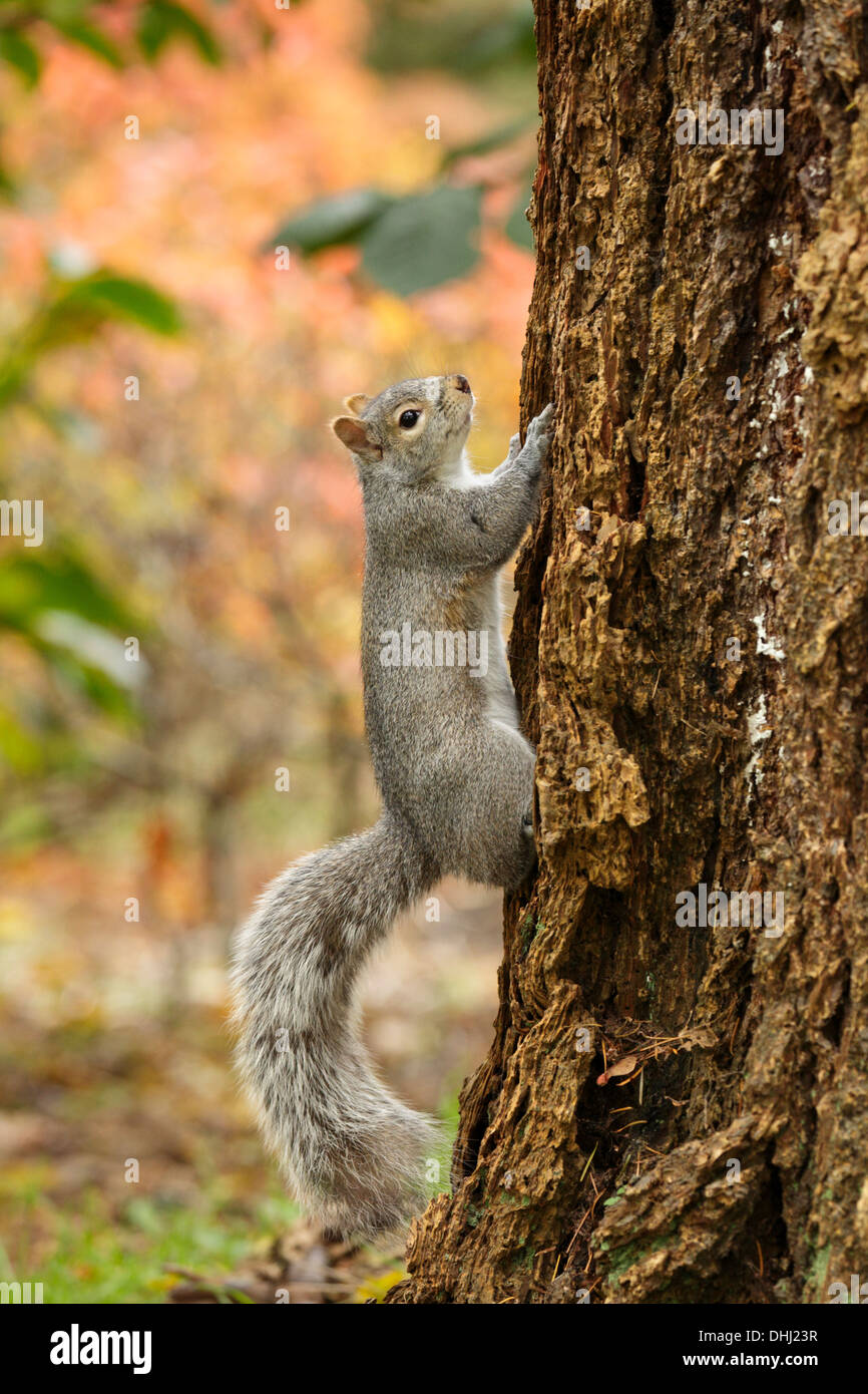 L'écureuil gris de l'escalade jusqu'grand arbre-Victoria, Colombie-Britannique, Canada. Banque D'Images