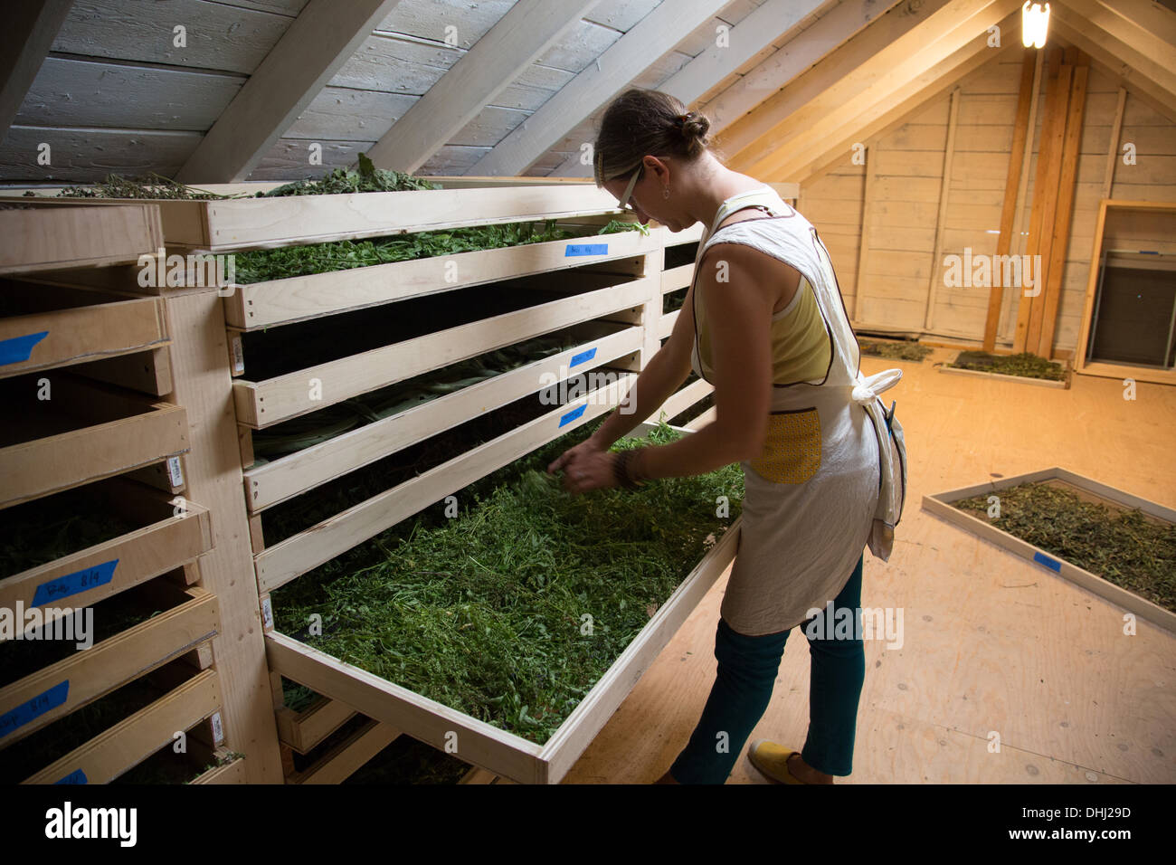 Bac de semis woman on family herb farm Banque D'Images