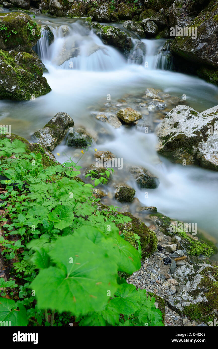 Ruisseau de montagne dans les montagnes qui descendent pas d'une chute, le lac Tegernsee, Alpes bavaroises, Upper Bavaria, Bavaria, Germa Banque D'Images