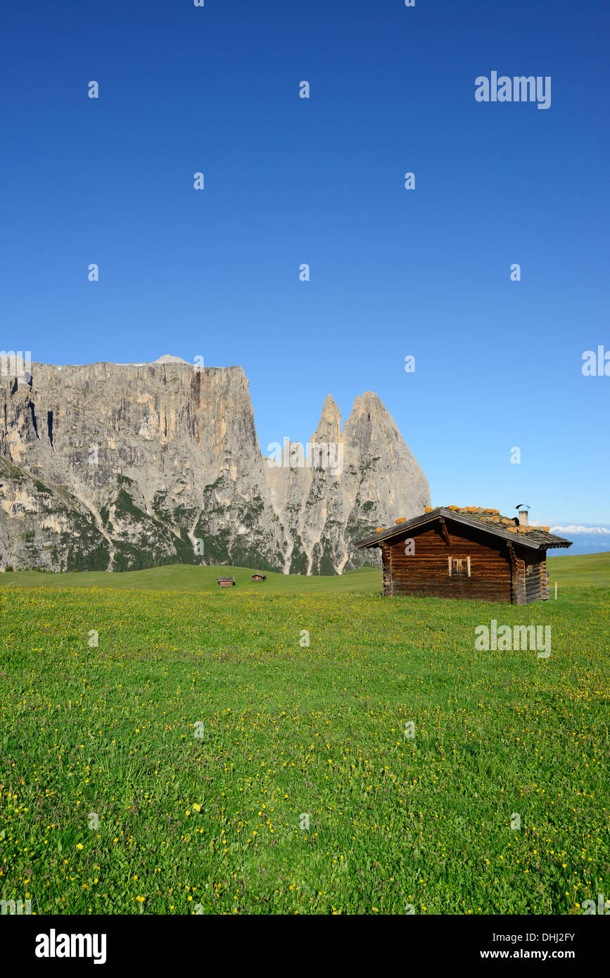 Prairie en fleurs et grange à foin en face de Sciliar et Rosszaehne, Berlin, Dolomites, site du patrimoine mondial de l'Dolomites, afin Banque D'Images