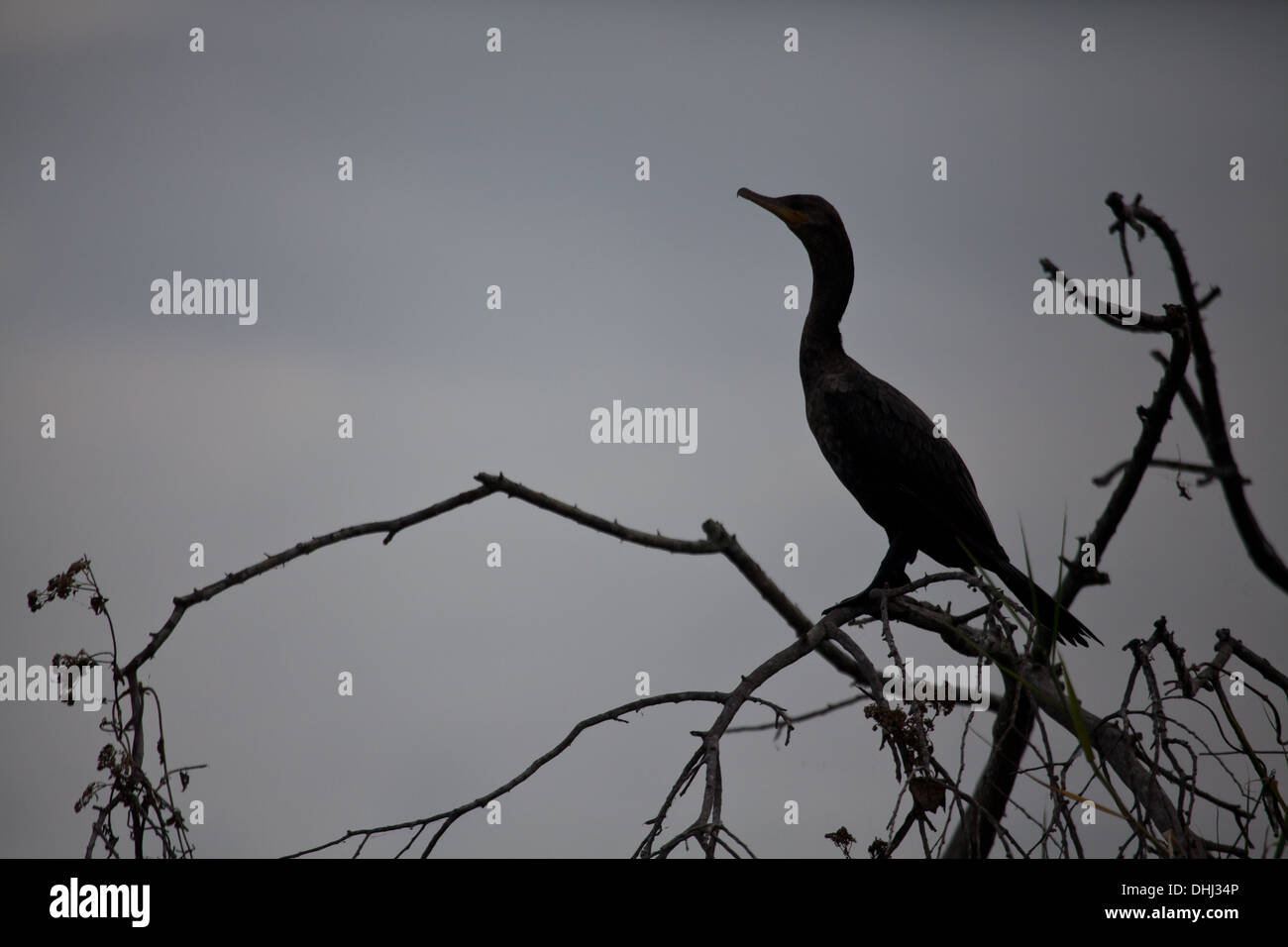 Cormoran Phalacrocorax brasilianus, au bord de lac de Lago Bayano, province de Panama, République du Panama. Banque D'Images