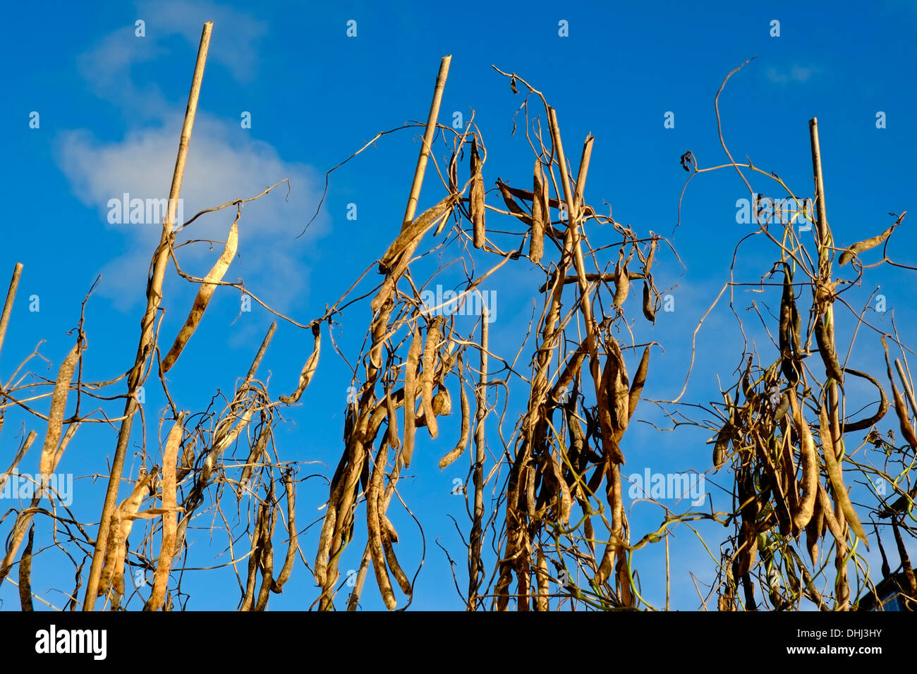 Haricots séchage gauche sur les perches pour les semences. Modbury. Devon. UK Banque D'Images