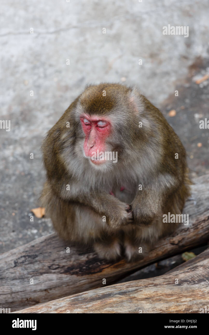 Somnolant macaque japonais dans un zoo Banque D'Images