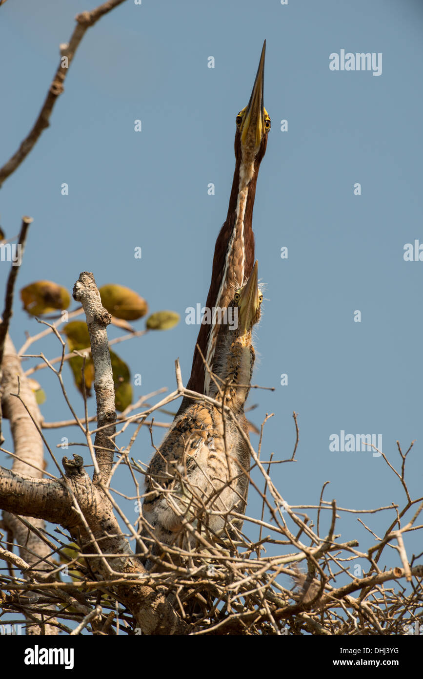 Stock photo d'un héron tigre des profils et des poussins dans un nid, Pantanal, Brésil. Banque D'Images