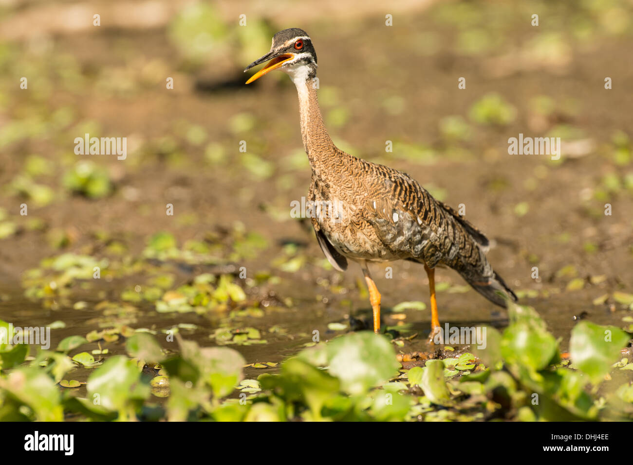 Stock photo d'un sunbittern, Pantanal, Brésil. Banque D'Images