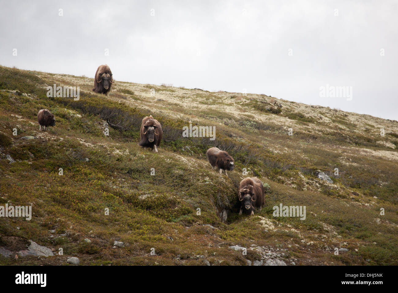 Un troupeau de Bœufs musqués, Ovibos moschatus, dans le Parc National de Dovrefjell, Dovre, la Norvège. Banque D'Images