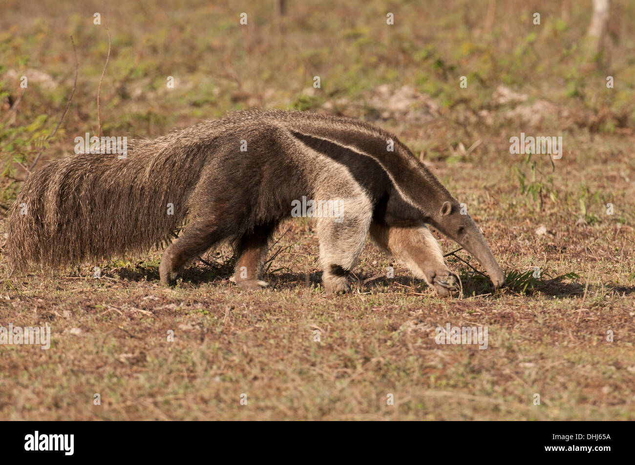 Stock photo d'un fourmilier géant à la recherche de fourmis, Pantanal, Brésil. Banque D'Images