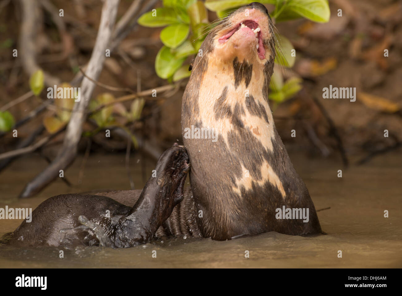 Stock photo d'un géant la loutre de rivière dans l'eau, Pantanal, Brésil. Banque D'Images