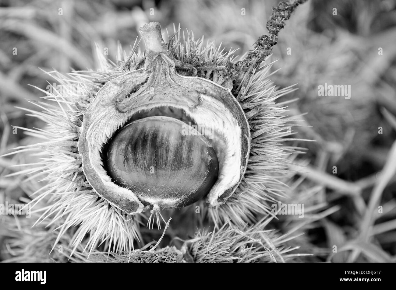 Chataignier en capsule fruits noir-blanc Banque D'Images