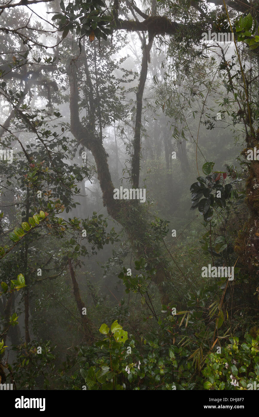 Gunung Brinchang, Cameron Highlands, Malaisie, l'habitat de forêt moussue nuage détail Banque D'Images