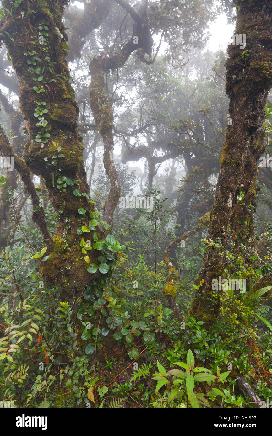 Gunung Brinchang, Cameron Highlands, Malaisie, l'habitat de forêt moussue nuage détail Banque D'Images