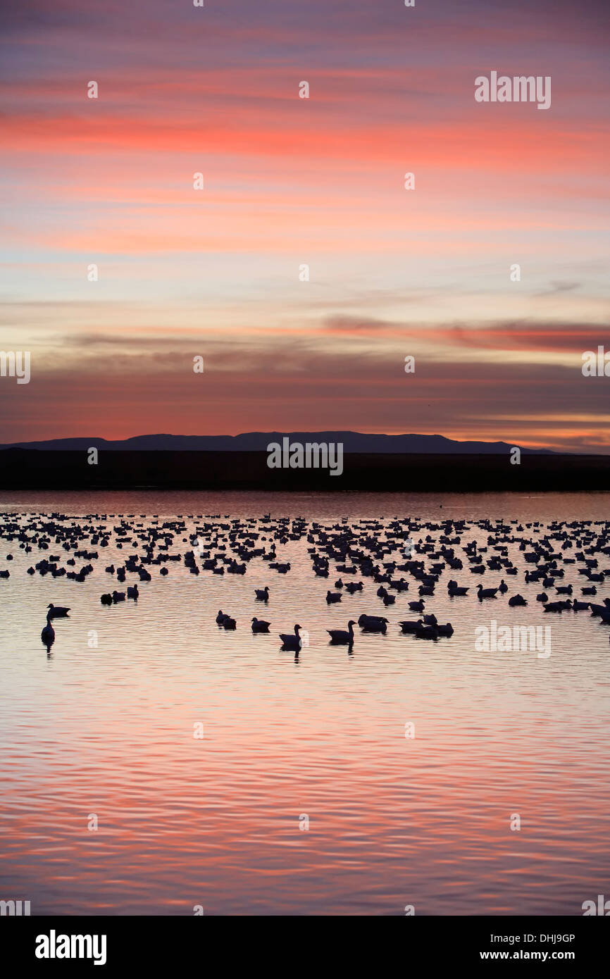 L'Oie des neiges (Chen caerulescens) dans l'étang et les montagnes, Bosque del Apache National Wildlife Refuge, Nouveau Mexique USA Banque D'Images