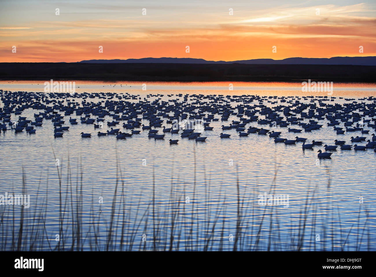 Les herbes, l'oie des neiges (Chen caerulescens) en étang, et montagnes, Bosque del Apache National Wildlife Refuge, Nouveau Mexique USA Banque D'Images