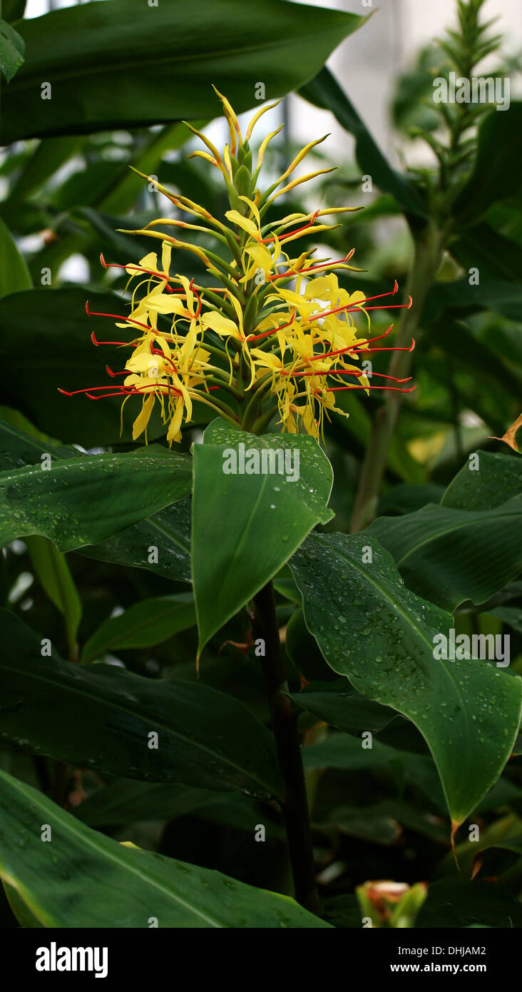 Gingembre papillon, Hedychium sp., Zingiberaceae, Mexique, USA, Amérique du Nord. Banque D'Images