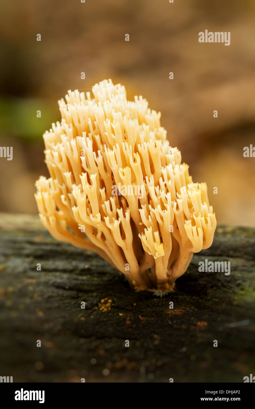 Des champignons de corail (Ramaria formosa) close-up Banque D'Images