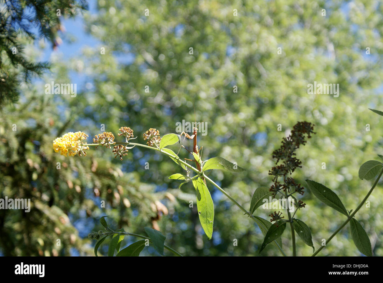 Une mante religieuse assis sur un papillon jaune bush. Banque D'Images